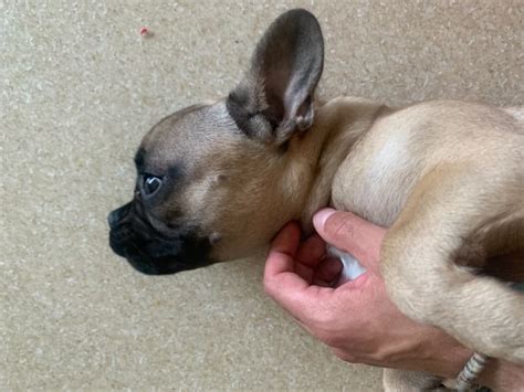 französische bulldogge mit langer schnauze kaufen|französische bulldogge 5 monate.